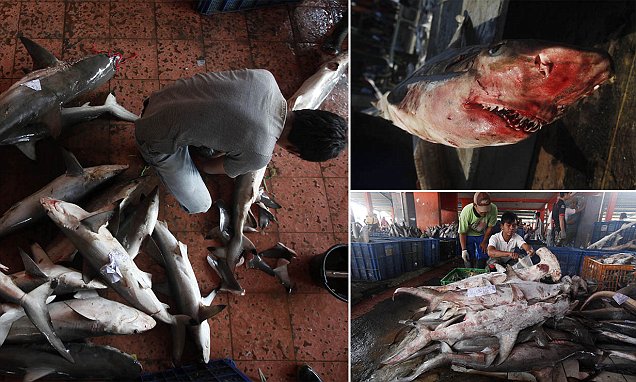 Sirip Hiu Diburu, Internasional Kecam Indonesia Bantai Spesies Langka